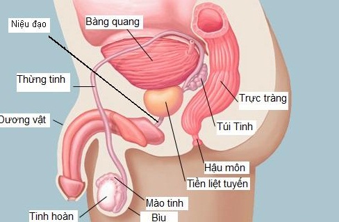 benh-viem-tuyen-tien-liet