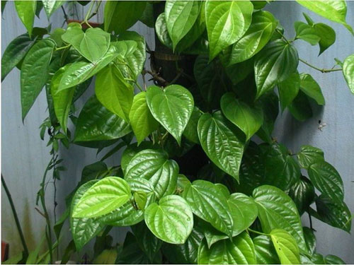 Dùng lá trầu không chữa viêm cổ tử cung