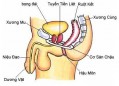Tuyến tiền liệt là gì