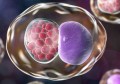 Chlamydia là bệnh gì, có phải lậu không, phân biệt