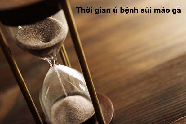 thời gian ủ bệnh sùi mào gà