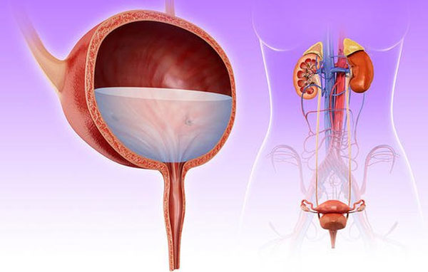 Viêm đường tiết niệu và những thông tin cần biết