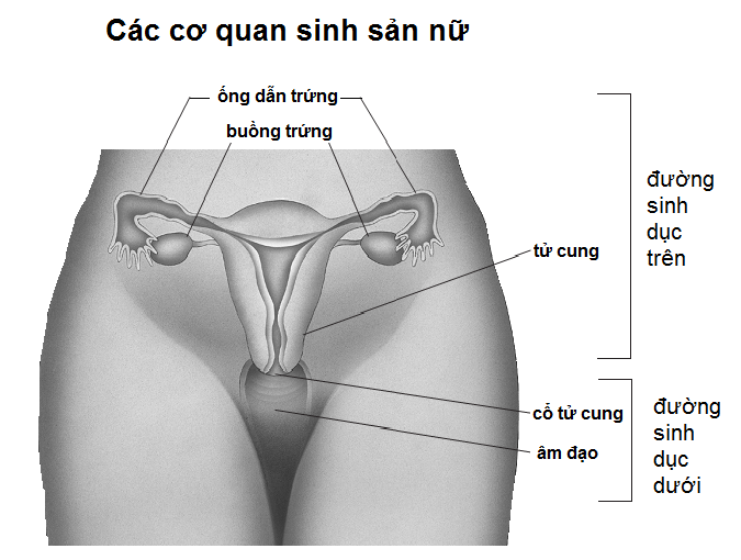 viêm vùng chậu